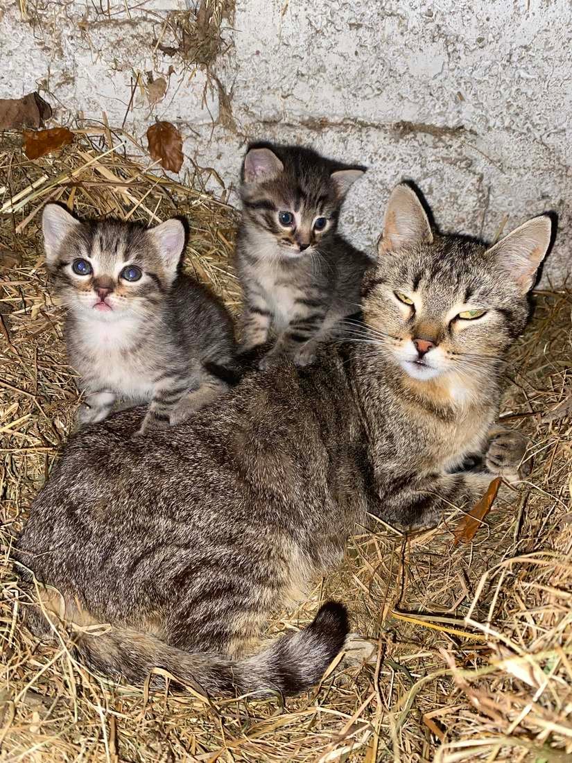 Junge Katzen am Bauernhof